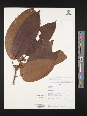 Ficus krukovii image