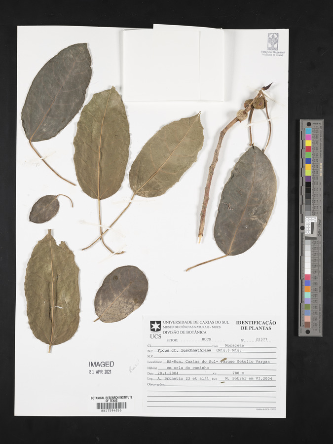 Ficus luschnathiana image