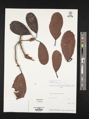 Ficus mathewsii image