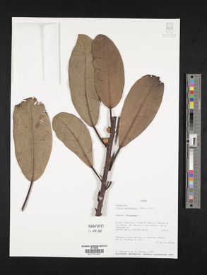 Ficus mathewsii image