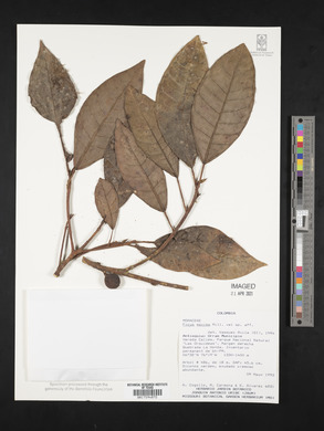 Ficus maxima image