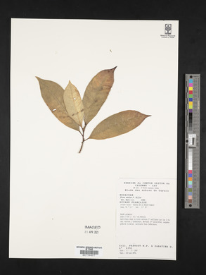 Ficus maxima image