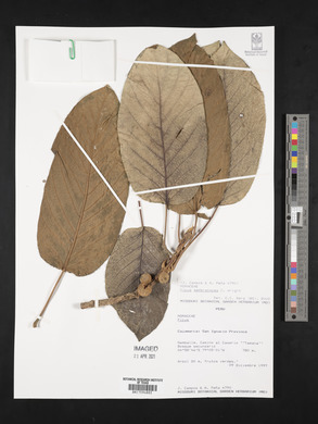 Ficus membranacea image