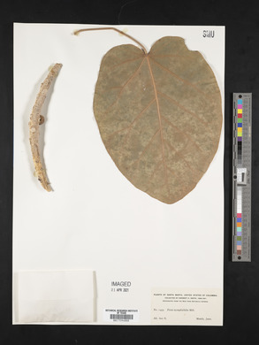 Ficus nymphaeifolia image