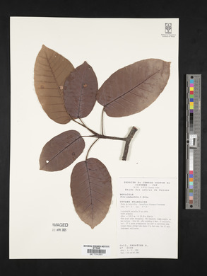 Ficus nymphaeifolia image