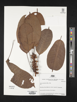 Ficus paraensis image