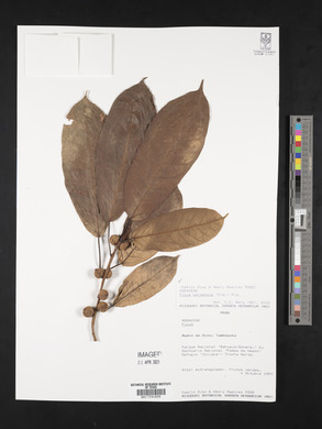 Ficus paraensis image