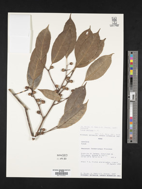 Ficus pertusa image