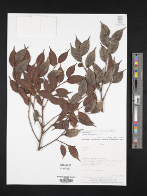 Ficus pertusa image