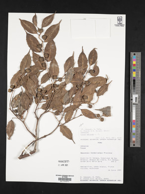 Ficus pertusa image