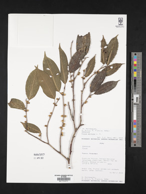 Ficus pertusa image