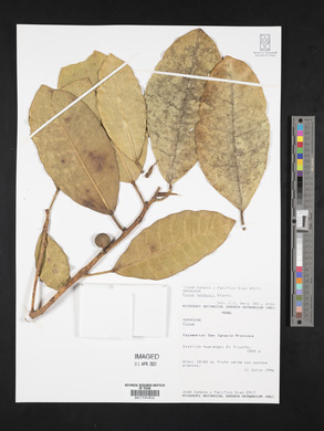 Ficus tonduzii image