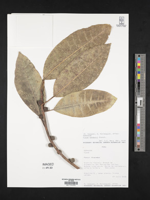 Ficus tonduzii image