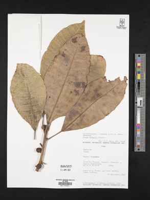 Ficus tonduzii image