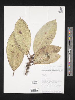 Ficus tonduzii image