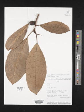 Ficus tonduzii image