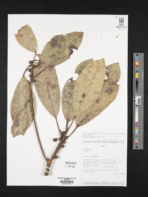 Ficus tonduzii image