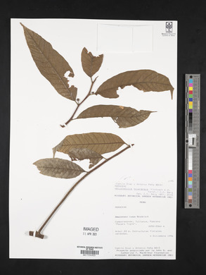 Helicostylis tovarensis image