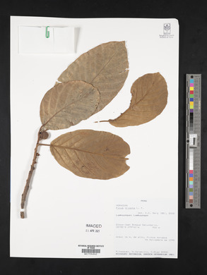 Ficus trigona image