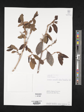 Ficus trigona image