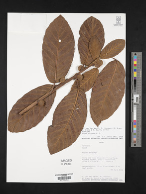 Ficus trigona image