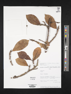 Ficus trigona image