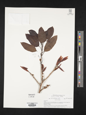 Ficus virens image