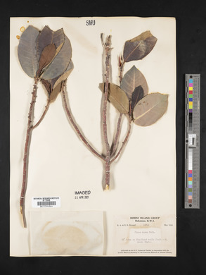 Ficus aurea image