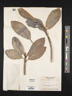 Ficus aurea image