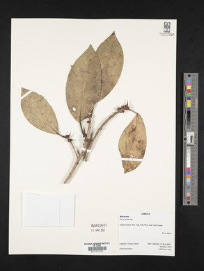 Ficus aurea image