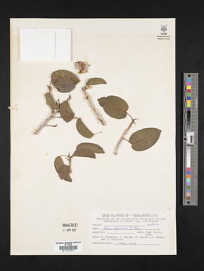 Ficus citrifolia image