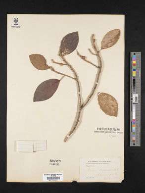 Ficus aurea image