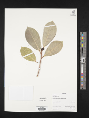 Ficus maxima image