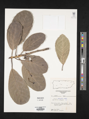 Ficus obtusifolia image