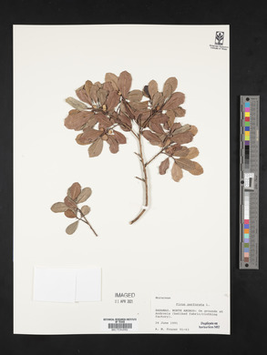 Ficus perforata image