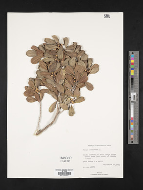 Ficus perforata image