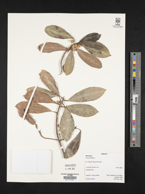 Ficus perforata image