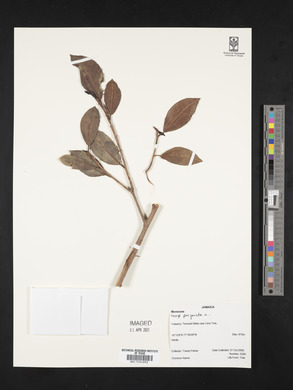 Ficus perforata image