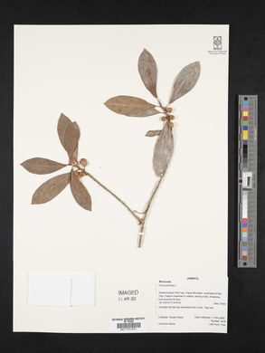 Ficus perforata image