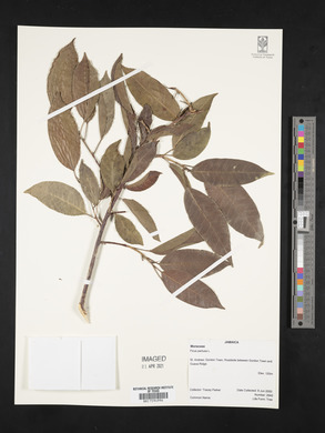 Ficus pertusa image