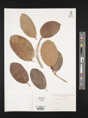 Ficus trigonata image