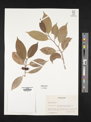 Ficus benjamina image