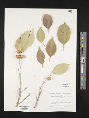 Ficus benjamina image