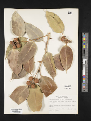 Ficus benjamina image