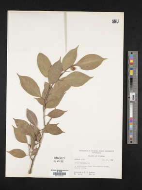 Ficus benjamina image