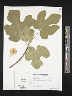 Ficus carica image