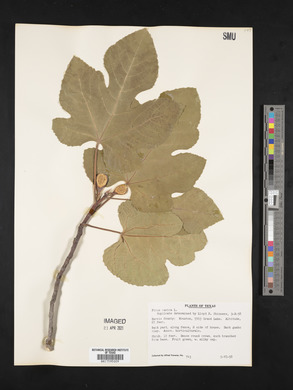 Ficus carica image