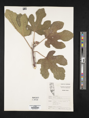 Ficus carica image