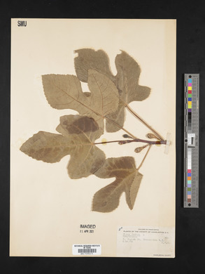 Ficus carica image