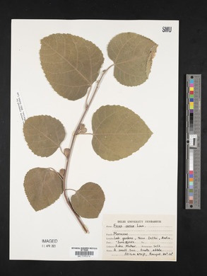 Ficus carica image